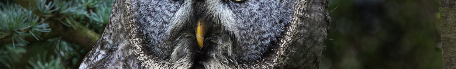 Tips til at fotografere ugler